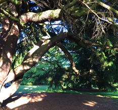 paintings - ZC Designs